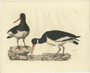 Selby, Seasonal Plumage of a Common Oystercatcher, 1826, Engraving