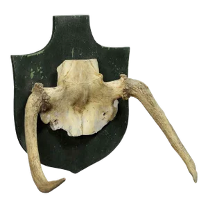 Rare Trophy of an Abnorme Moose From a Noble Estate Ca. 1930s