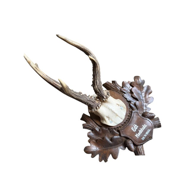 Roe Deer Trophy with wood carved plaque.