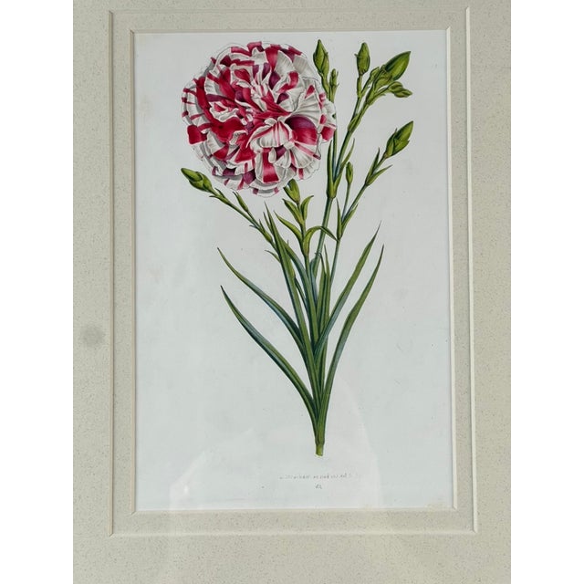 This elegant vintage botanical print by Trowbridge features “Dianthus caryophyllus,” commonly known as the carnation,...