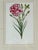 This elegant vintage botanical print by Trowbridge features “Dianthus caryophyllus,” commonly known as the carnation,...