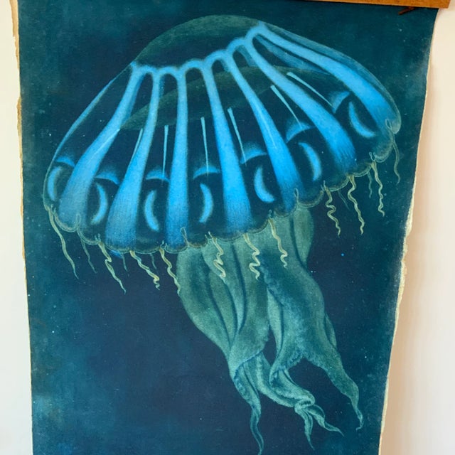 Contemporary Vintage Sealife Print From Natural Curiosities For Sale - Image 3 of 7