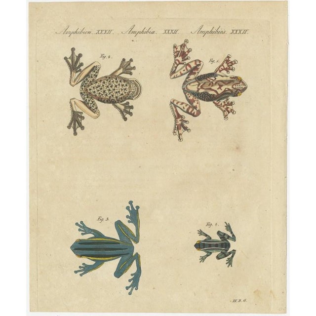 Bertuch, Four Colourful Tree Frogs, 1815, Print For Sale - Image 3 of 12