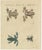 Bertuch, Four Colourful Tree Frogs, 1815, Print For Sale - Image 3 of 12