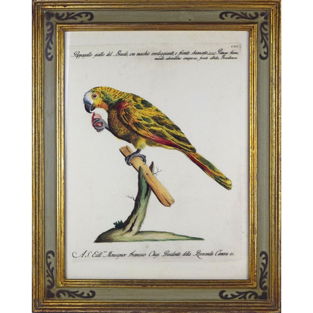 Italian Parrot Prints in Florentine Frames After Saverio Set