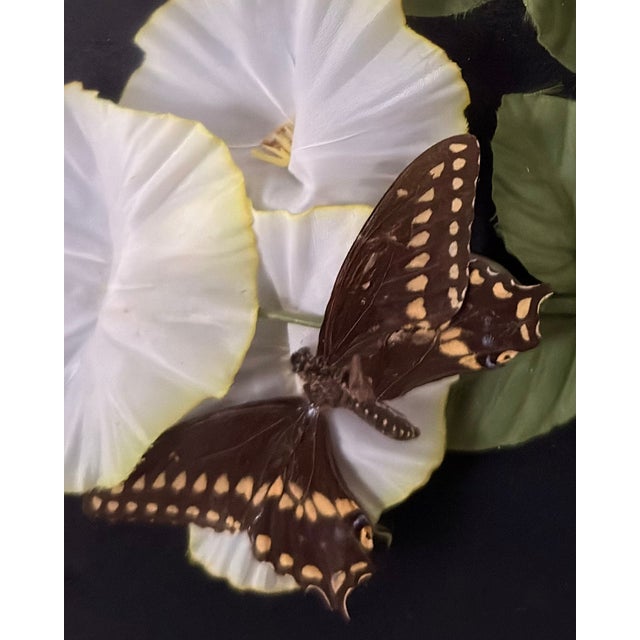 Vintage Italian-Framed Butterfly Specimen Shadowbox, Ronchetti of Vicenza For Sale - Image 4 of 7