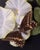 Vintage Italian-Framed Butterfly Specimen Shadowbox, Ronchetti of Vicenza For Sale - Image 4 of 7