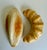 Here is a charming pair of vintage faux bread display pieces featuring a rustic oval roll and a crescent-shaped roll....