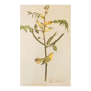 1966 Vintage Cottage Print "Louisiana Warbler" After John James Audubon