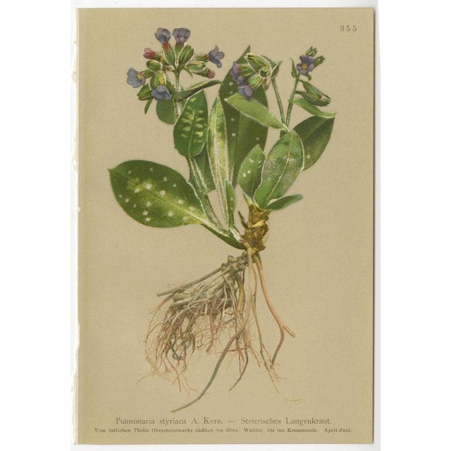 Alpine Flora Botanical Illustrations, 1897, Set of 8 For Sale - Image 4 of 11