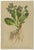 Alpine Flora Botanical Illustrations, 1897, Set of 8 For Sale - Image 4 of 11