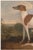 Vintage Greyhound Dog Art Print by Charles Hancock - 12" X 8" For Sale In Buffalo - Image 6 of 9