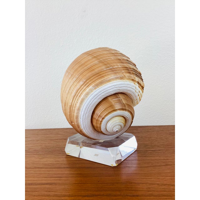 Vintage 1980s Sea Snail Seas Shell on Lucite Base brown & white in color natural shell mounted on chunky clear lucite base...