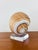 Vintage 1980s Sea Snail Seas Shell on Lucite Base brown & white in color natural shell mounted on chunky clear lucite base...