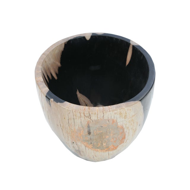 Petrified Wood Plant Pot by Xyleia Petrified Wood For Sale - Image 4 of 7