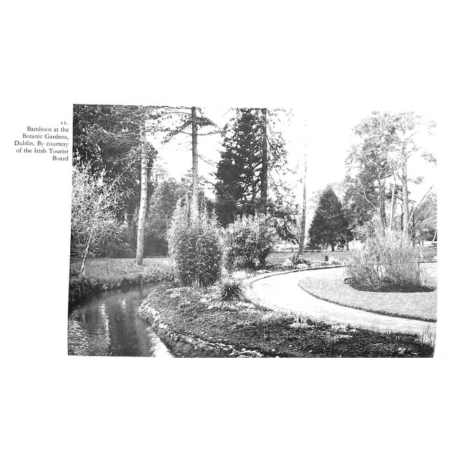 White "Bamboos: A Gardener's Guide to Their Cultivation in Temperate Climates" 1968 Lawson, a.h. For Sale - Image 8 of 8