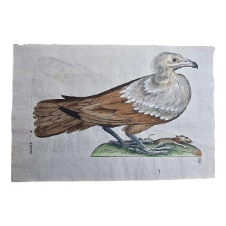 Bird of Prey: A 16th/17th Century Hand-Colored Engraving by Aldrovandi, 1599 For Sale