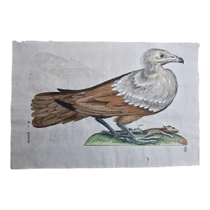 Bird of Prey: A 16th/17th Century Hand-Colored Engraving by Aldrovandi, 1599