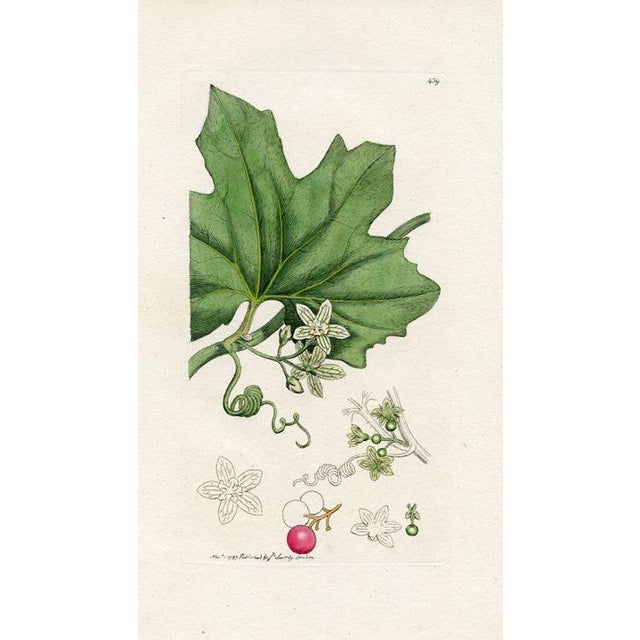 Antique Tree Prints by Sowerby, Set of 6, Early 1800s, Original Hand Colored Engravings, England, First Edition For Sale - Image 6 of 7