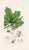 Antique Tree Prints by Sowerby, Set of 6, Early 1800s, Original Hand Colored Engravings, England, First Edition For Sale - Image 6 of 7