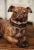 Figurative Mid-Century French Terracotta Pug Dog Sculpture With Glass Eyes For Sale - Image 3 of 12