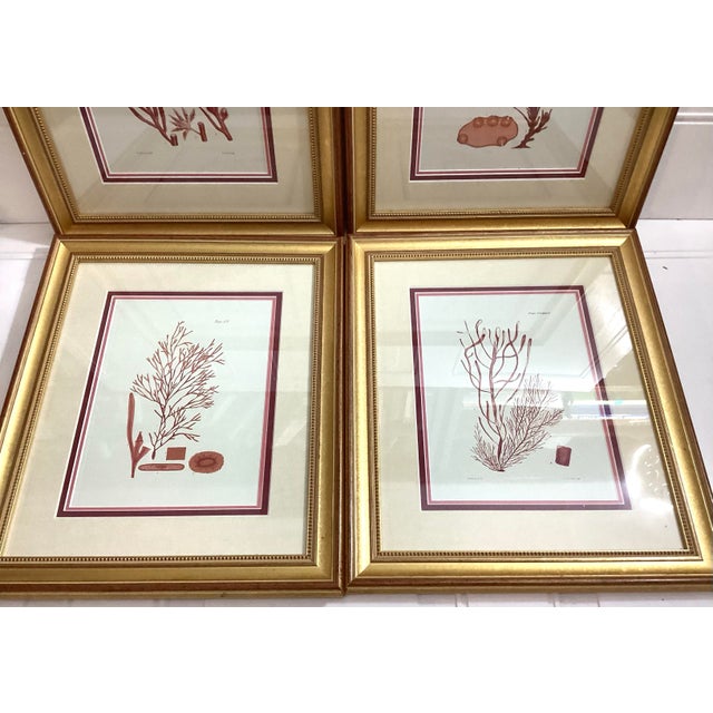 Collection of 4 English seaweed print by William Henry Harvey Framed in gold. William Henry Harvey was one of the 19th...