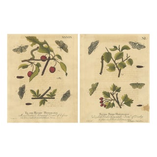 Albin, Moths on Fruit and Hedgerow Shrubs, 1720, Prints, Set of 2 For Sale