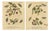 Albin, Moths on Fruit and Hedgerow Shrubs, 1720, Prints, Set of 2 For Sale