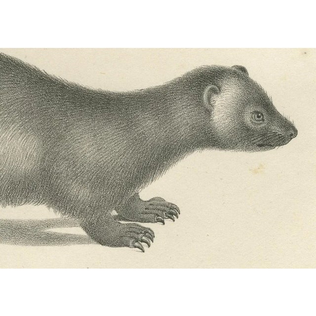 19th-century lithograph of collared peccary, javanese skunk, and nordic wolverine this detailed 19th-century lithograph...
