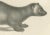 19th-century lithograph of collared peccary, javanese skunk, and nordic wolverine this detailed 19th-century lithograph...