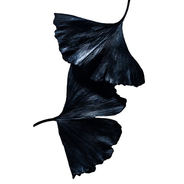 Ginkgo Biloba II by Sivan Roshianu – Limited Edition Abstract Photograph | Framed, Ready to Hang Metal Print For Sale