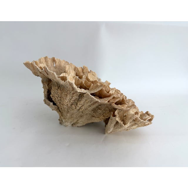 Exceptional Natural Unbleached Poca Coral Specimen For Sale In Los Angeles - Image 6 of 8