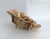Exceptional Natural Unbleached Poca Coral Specimen For Sale In Los Angeles - Image 6 of 8