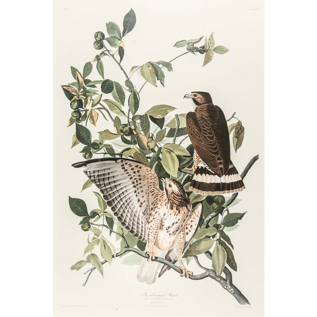 The Abbeville Press Edition of the Broad-Winged Hawk (Plate 91) From the Birds of America by John James Audubon For Sale In Greenville, SC - Image 6 of 6
