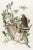 The Abbeville Press Edition of the Broad-Winged Hawk (Plate 91) From the Birds of America by John James Audubon For Sale In Greenville, SC - Image 6 of 6