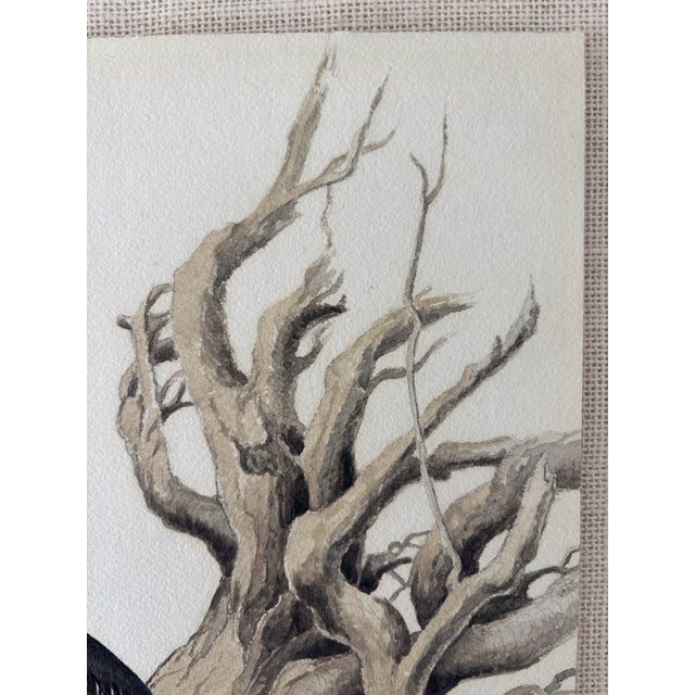 Vintage Ornithological Water Bird Watercolor Painting Naturalist Walter J Breckenridge For Sale - Image 4 of 8