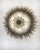 Palmette Ceiling Light Three Levels, 104 Smoked Glasses For Sale - Image 10 of 10