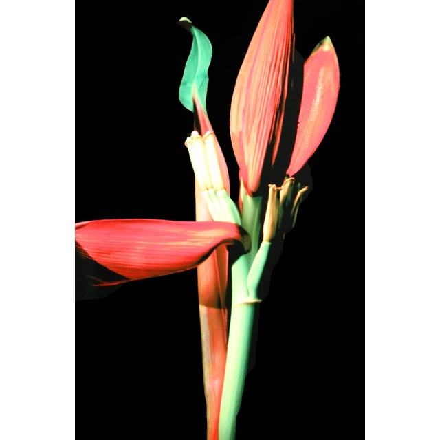 Botanica Magnifica by Jonathan Singer, American (1949–2019) Date: circa 2010 Digital Photograph on Metal Size: 45 x 40 in....