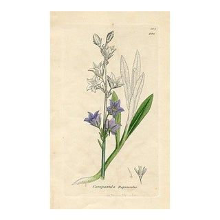1840s, Bell-Flower Botanical Print by James Sowerby, Original Antique Botanical Engraving, England For Sale