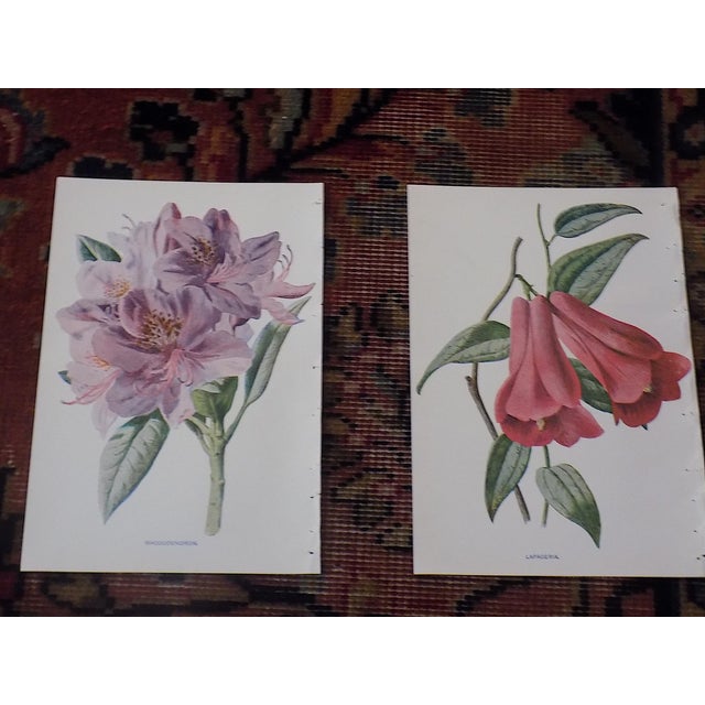 Realism Authentic Antique 19th Century Edward Hulme Botanical "Garden Flowers" Lithographs - Set of 12 - Super Price! For Sale - Image 3 of 9
