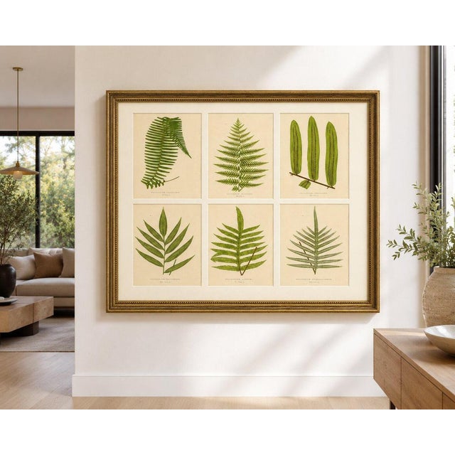 Green E.J. Lowe, Botanical Fern, 1856, Lithograph, Set of 6 For Sale - Image 8 of 9