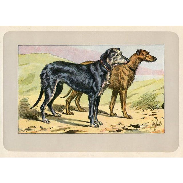 Original antique chromolithograph Dog print from an early 1900s guide to Dogs and Game published by a French manufacturer...