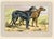 Original antique chromolithograph Dog print from an early 1900s guide to Dogs and Game published by a French manufacturer...