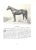 Paper "Thoroughbred Types 1900-1925: Race Horses, Steeplechasers, Hunters, and Polo Ponies" 1926 Vosburgh, w.s. For Sale - Image 7 of 12