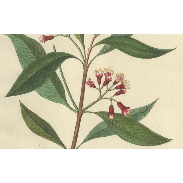 Caryophyllus Aromaticus, 1800s, Paper For Sale - Image 4 of 10