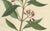 Caryophyllus Aromaticus, 1800s, Paper For Sale - Image 4 of 10