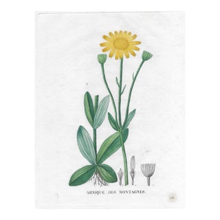 Antique French Arnique Des Montagnes Floral Botanical For Sale