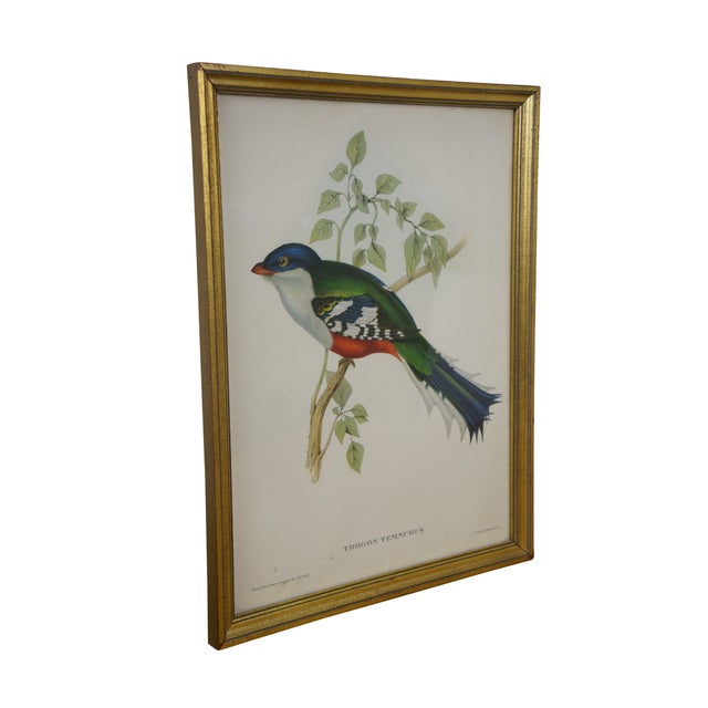 English Mid 19th Century Antique J&e Gould Ornithological Trogon Temnurus Cuban Bird Lithograph Print 13", Framed For Sale - Image 3 of 11