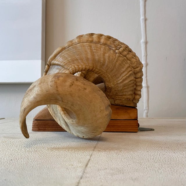 Wonderful mounted ram's horn wall-hanging. A nice alternative to the skull look - these horns have been mounted to a...