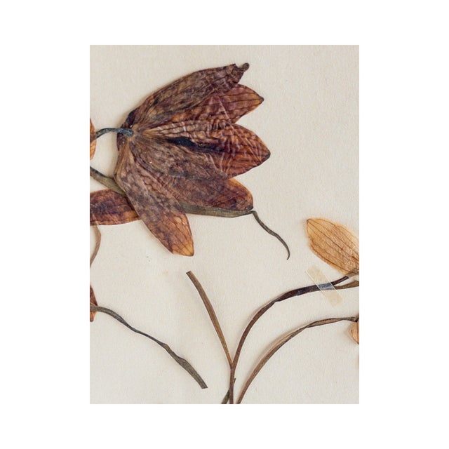 Stunning Vintage Herbarium Fritillaria, circa 1937. Wonderful form and color. A beautiful specimen to start a Herbarium...